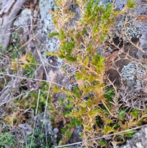 Stellaria pungens at Bungendore, NSW - 4 Sep 2022
