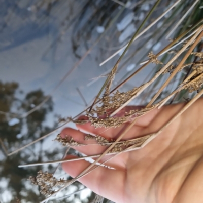 Juncus (genus) (A Rush) at Bungendore, NSW - 4 Sep 2022 by clarehoneydove