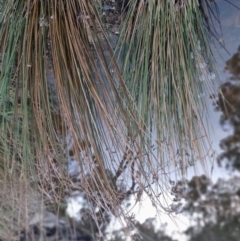 Juncus sp. at Bungendore, NSW - 4 Sep 2022 05:04 PM