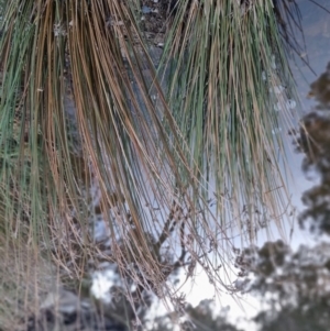 Juncus sp. at Bungendore, NSW - 4 Sep 2022