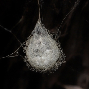 Australomimetus sp. (genus) at Acton, ACT - 19 Aug 2022