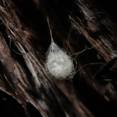 Australomimetus sp. (genus) at Acton, ACT - 19 Aug 2022