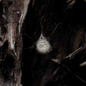 Australomimetus sp. (genus) at Acton, ACT - 19 Aug 2022