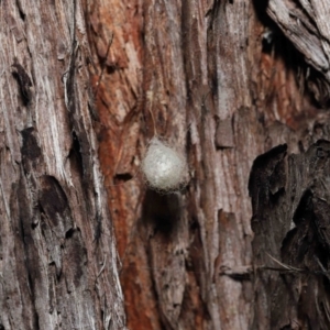 Australomimetus sp. (genus) at Acton, ACT - 19 Aug 2022