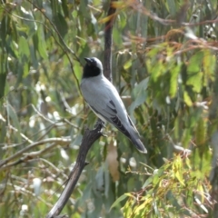 Coracina novaehollandiae (Black-faced Cuckooshrike) at Paddys River, ACT - 7 Sep 2022 by SteveBorkowskis