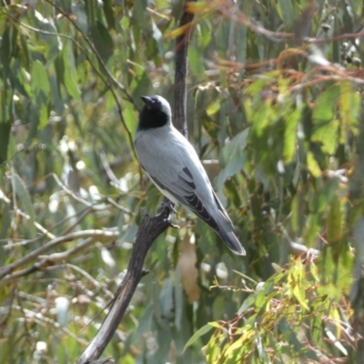 Coracina novaehollandiae (Black-faced Cuckooshrike) at Paddys River, ACT - 7 Sep 2022 by Steve_Bok