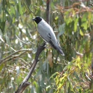 Coracina novaehollandiae at Paddys River, ACT - 7 Sep 2022