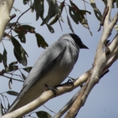 Coracina novaehollandiae at Paddys River, ACT - 7 Sep 2022