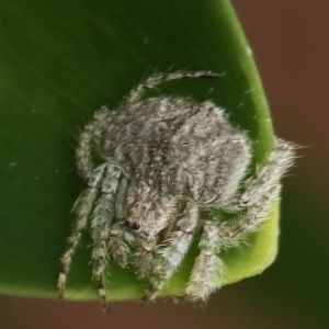 Dolophones sp. (genus) at Murrumbateman, NSW - 4 Sep 2022