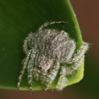 Dolophones sp. (genus) (Wrap-around spider) at Murrumbateman, NSW - 4 Sep 2022 by amiessmacro