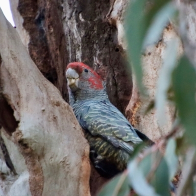 Callocephalon fimbriatum (Gang-gang Cockatoo) at Hughes Grassy Woodland - 5 Sep 2022 by LisaH