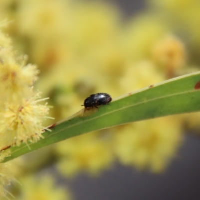 Eurhopalus sp. (genus) (Dermestid beetle) at Red Hill to Yarralumla Creek - 7 Sep 2022 by LisaH