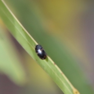 Eurhopalus sp. (genus) at Hughes, ACT - 7 Sep 2022