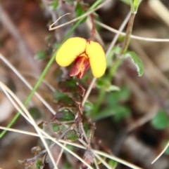 Bossiaea buxifolia (Matted Bossiaea) at Hughes Grassy Woodland - 7 Sep 2022 by LisaH