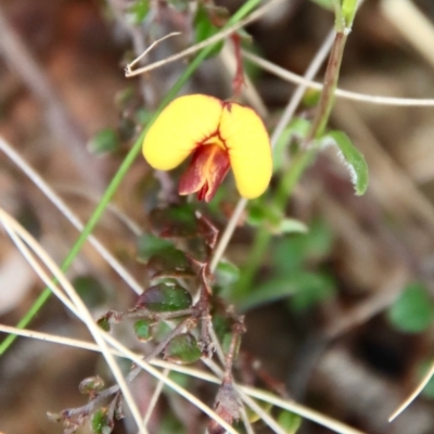 Bossiaea buxifolia (Matted Bossiaea) at Hughes, ACT - 7 Sep 2022 by LisaH