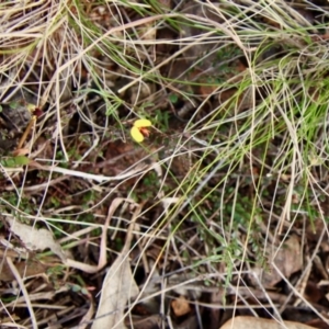 Bossiaea buxifolia at Hughes, ACT - 7 Sep 2022