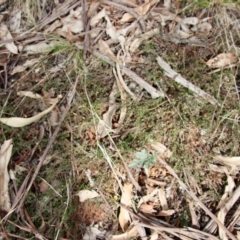 Bossiaea buxifolia at Hughes, ACT - 7 Sep 2022