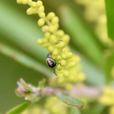 Plebs eburnus (Eastern bush orb-weaver) at Red Hill to Yarralumla Creek - 7 Sep 2022 by LisaH