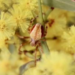 Unidentified Spider (Araneae) (TBC) at Deakin, ACT - 7 Sep 2022 by LisaH
