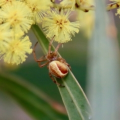 Salsa sp. (genus) at Deakin, ACT - 7 Sep 2022 03:34 PM