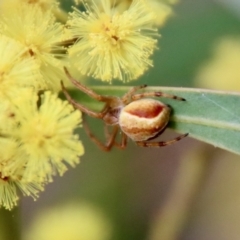 Salsa sp. (genus) at Deakin, ACT - 7 Sep 2022 03:34 PM