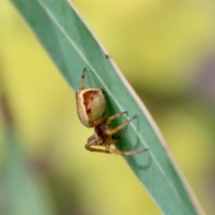 Salsa sp. (genus) at Deakin, ACT - 7 Sep 2022 03:34 PM