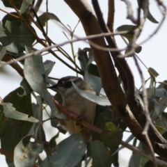 Melithreptus brevirostris (Brown-headed Honeyeater) at Paddys River, ACT - 7 Sep 2022 by Steve_Bok