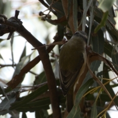 Melithreptus brevirostris at Paddys River, ACT - 7 Sep 2022 02:05 PM