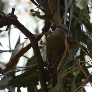 Melithreptus brevirostris at Paddys River, ACT - 7 Sep 2022 02:05 PM