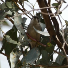 Melithreptus brevirostris at Paddys River, ACT - 7 Sep 2022