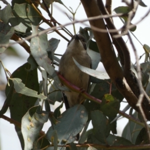 Melithreptus brevirostris at Paddys River, ACT - 7 Sep 2022 02:05 PM