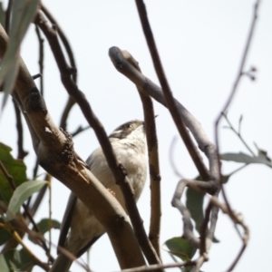 Melithreptus brevirostris at Paddys River, ACT - 7 Sep 2022 02:05 PM