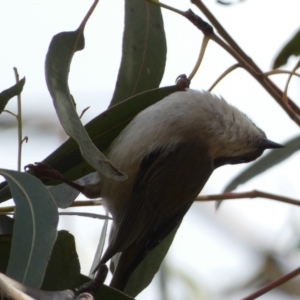 Melithreptus brevirostris at Paddys River, ACT - 7 Sep 2022 02:05 PM