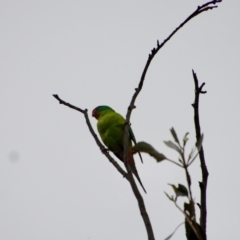 Lathamus discolor (Swift Parrot) at Hughes Grassy Woodland - 7 Sep 2022 by LisaH