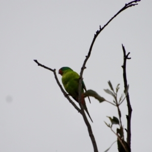 Lathamus discolor at Hughes, ACT - 7 Sep 2022