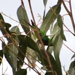 Lathamus discolor at Hughes, ACT - 7 Sep 2022