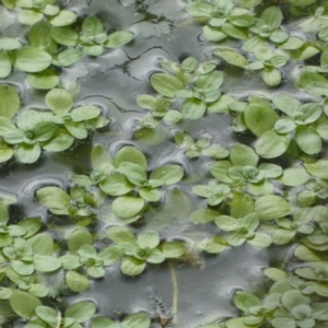 Callitriche stagnalis at Paddys River, ACT - 7 Sep 2022