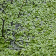 Callitriche stagnalis at Paddys River, ACT - 7 Sep 2022