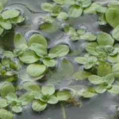 Callitriche stagnalis at Paddys River, ACT - 7 Sep 2022