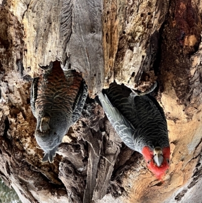 Callocephalon fimbriatum (Gang-gang Cockatoo) at Pearce, ACT - 7 Sep 2022 by emmbj