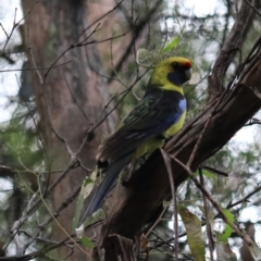 Platycercus caledonicus (Green Rosella) at Nietta, TAS - 7 Sep 2022 by Rixon