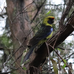 Platycercus caledonicus at Nietta, TAS - 7 Sep 2022 12:08 PM