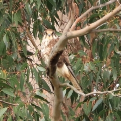 Falco berigora (Brown Falcon) at Gawler, TAS - 7 Sep 2022 by Rixon