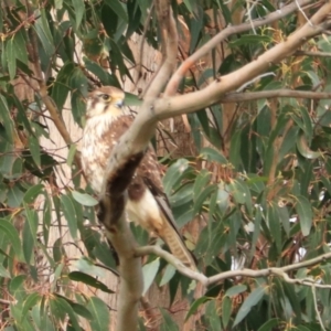 Falco berigora at Gawler, TAS - 7 Sep 2022 10:58 AM