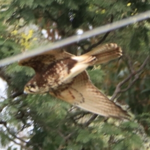 Falco berigora at Gawler, TAS - 7 Sep 2022 10:58 AM