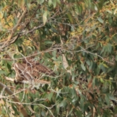 Falco berigora at Gawler, TAS - 7 Sep 2022 10:58 AM