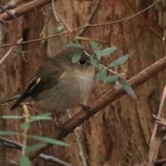 Petroica rodinogaster (Pink Robin) at Nietta, TAS - 7 Sep 2022 by Rixon