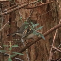 Petroica rodinogaster at Nietta, TAS - 7 Sep 2022