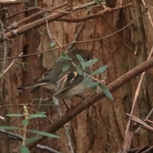 Petroica rodinogaster at Nietta, TAS - 7 Sep 2022