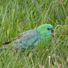 Psephotus haematonotus (Red-rumped Parrot) at Googong, NSW - 7 Sep 2022 by SteveBorkowskis